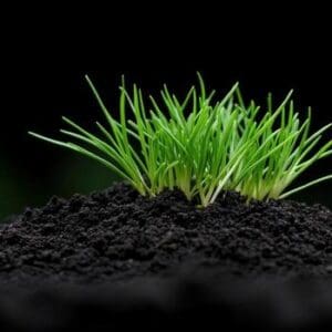 LAWN & PLANT Soil