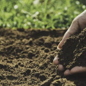 Waikato Topsoil