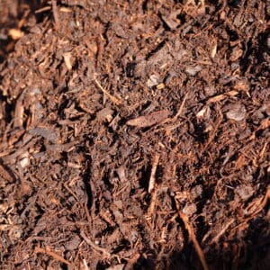 Forest Floor
