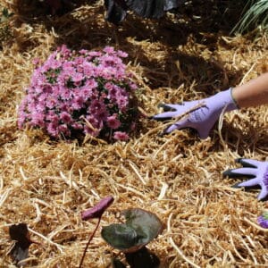 Pea Straw Bale